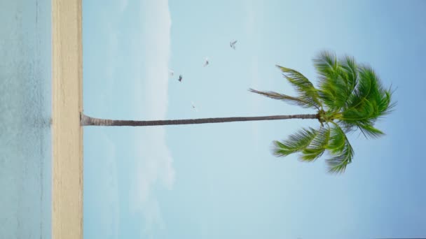 Вертикальні Кадри Величних Зелених Пальмових Дерев Коливаються Під Морським Вітерцем — стокове відео