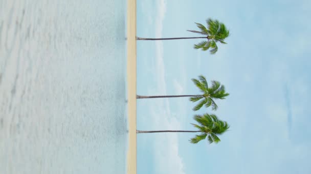 Pionowe Ujęcie Trzech Wysokich Zielonych Palm Kołyszących Się Morską Bryzę — Wideo stockowe