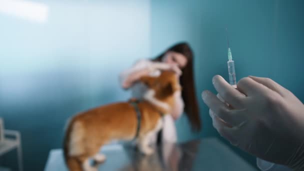 白喉疫苗 Bordetella Vaccine 或狗儿咳嗽疫苗 Kennel Cough Vaccine 有助于预防常见的呼吸道感染 这种感染可能会在狗狗公园或清洁设施中迅速传播 细小病毒疫苗保护狗免受病毒侵害 — 图库视频影像