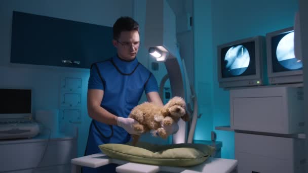 兽医对骨折的宠物狗进行X光检查 宠物关心健康的动物4K 放射防护背心的专业男医生检查可爱而害怕的玩具狮子狗X光 — 图库视频影像