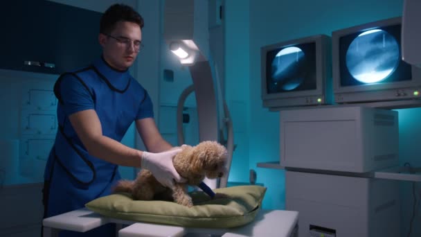 獣医の医師はX線スクリーニングのための骨折した足で小さなプールを配置します X線のためのかわいい怖がっておもちゃプールをチェック放射線防護ベストの専門の男性医師 ペットケア 健康動物4K — ストック動画