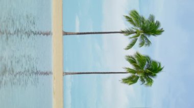Havai Waikiki dikey çekim iki uzun yeşil palmiye ağacı bulutlu bir yaz gününde deniz esintisinde sallanıyor. Avuç içleri açık mavi suları yansıtıyor. Mobil içeriği kopyalamak için hafif açık mavi pastel arkaplan