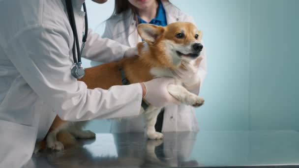 獣医師の治療後に良い感じのふわふわのペットの犬を笑顔 可愛いですかわいいですWesh Corgi品種犬座っています上のテーブルで獣医クリニックキャビネット室内 — ストック動画