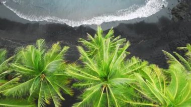 İnsansız hava aracı, güzel yeşil palmiye ağaçlarının tepesinde yükseliyor. Hawaii siyah lav kumsalı, Büyük Ada 'da mavi okyanus dalgaları. Hawaii ABD 'deki güzel Amerikan doğası sahil şeridine ait 4K insansız hava aracı videosu.