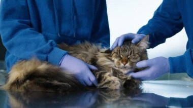 Profesyonel veteriner kliniğindeki sağlık kontrolünde büyük, sakin, gri, uzun saçlı kediyi kapat. Doktorlar koruyucu lastik eldivenleri teslim eder. Gözlerini açar ve enfeksiyon bulabilmek için ağzını açar. 4K