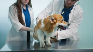 Beyaz turuncu kürklü şirin Corgi 'nin ciğerlerini kontrol etmek için stetoskop kullanan veterineri kapatın. Erkek veteriner kalp atışlarını stetoskopla dinlerken Corgi sakince muayene masasında oturuyor.