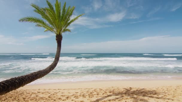 在天堂海滩的热带假期 海景4K上的椰子树 在夏威夷海滩阳光明媚的夏日背景下 弯曲的棕榈树在金黄色的海滩上投下了阴影 — 图库视频影像