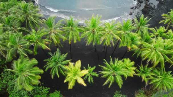 美しい緑のヤシの木の森と上から美しいアメリカの自然の海岸線の空中映画4Kドローンビデオ 太平洋のビッグアイランドに青い海の波があるハワイの黒い砂浜 — ストック動画