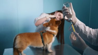 Kanun kuduz aşısı için gerekli. Kuduz aşısı Corgi köpeğini ciddi ölümcül hastalıklara karşı koruyor. Enjektörü tüm köpekler için aşı çözeltisi ile kapatın. 4K Veteriner Kopya Alanı