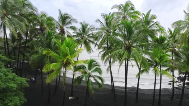 Krásné Americké Přírodní Pobřeží Malebným Zeleným Palmovým Hájem Letecké Kinematografické — Stock video