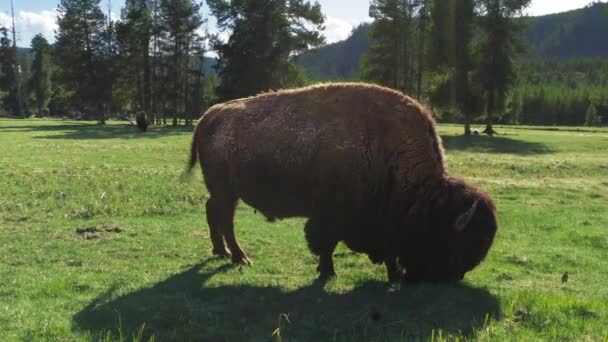 Bison Tugga Grönt Gräs Med Andra Bufflar Bakgrunden Bison Flock — Stockvideo