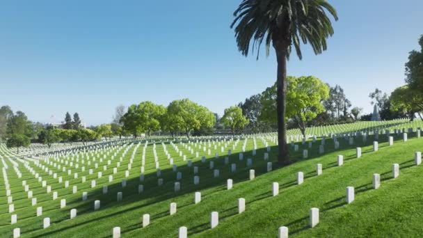 ロサンゼルス国立墓地のヤシの木 夏の日に真っ直ぐな列の白い墓プレートと明るい緑のフィールドの上を飛ぶドローン すべての武装勢力が埋葬された国立墓地 — ストック動画