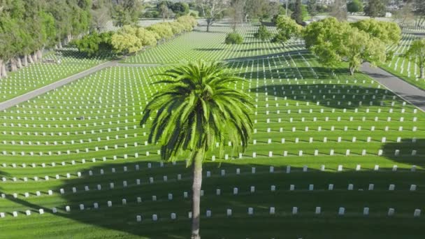 献给退伍军人的纪念公园里的棕榈树 军人的白色墓碑为4K 美国加州洛杉矶国家公墓的美国老兵们获得了墓碑奖 — 图库视频影像