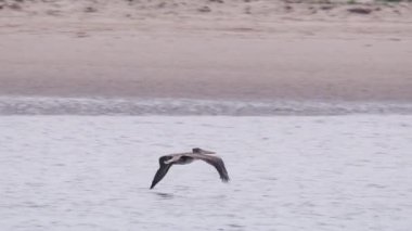 Kaliforniya 'daki Morro Körfezi' nde bulutlu bir yaz günü, ABD. Kahverengi pelikan havalanıyor ve sahil boyunca uçuyor. Güzel deniz kuşları su yüzeyinin üzerinde alçaktan uçuyor. RED kamerada ağır çekimde sinematik çekim