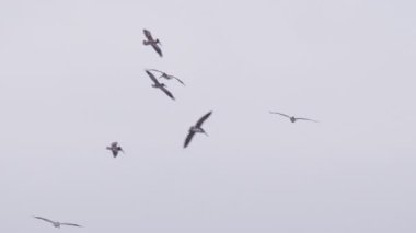 RED, Kaliforniya ABD 4K pelikan sürüsü bulutlu ve yavaş çekimde çekildi. Büyük pelikanlar okyanusun üzerinde birlikte uçuyorlar. Birçok vahşi kuşun birlikte uçtuğunun videosu. Vahşi doğa deniz geçmişi