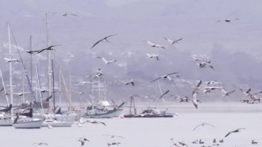 Bulutlu bir havada okyanus körfezinde vahşi deniz kuşlarının, pelikanların ve martıların destansı kırmızı kamera görüntüsü. Bulutlu bir günde sürü halinde uçmanın sinematik görüntüsü. Deniz arkaplanı Morro Körfezi