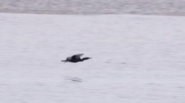 Karabatak vahşi deniz kuşunun bulutlu havada okyanus koyunun üzerinde alçaktan uçtuğunu gösteren kırmızı kameralı yavaş çekim. Bulutlu bir günde uçan vahşi kuşların sinematik görüntüsü. Morro Körfezi, Kaliforniya ABD