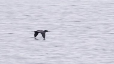 Kara Karabatak vahşi deniz kuşu, bulutlu havada, su yüzeyinden süzülerek Kızıl Kamera 'nın yavaş çekimini yapıyor. Bulutlu bir günde uçan vahşi kuşların sinematik görüntüsü. Morro Körfezi ABD Deniz Arkaplanı