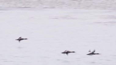 Bulutlu bir hava gününde ördeklerin okyanus koyunun üzerinde alçaktan uçtuğunu gösteren kırmızı kamera. Bulutlu bir günde uçan vahşi kuşların sinematik görüntüsü. Morro Körfezi, Kaliforniya ABD