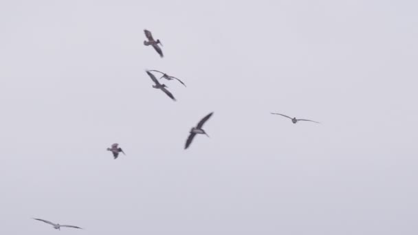 米国カリフォルニア州Redで撮影4K曇り空のスローモーションでペリカンの群れ 大きなペリカンが海の上を飛んでいる 多くの野鳥が一緒に飛んでいる映像 野生自然海洋の背景 — ストック動画