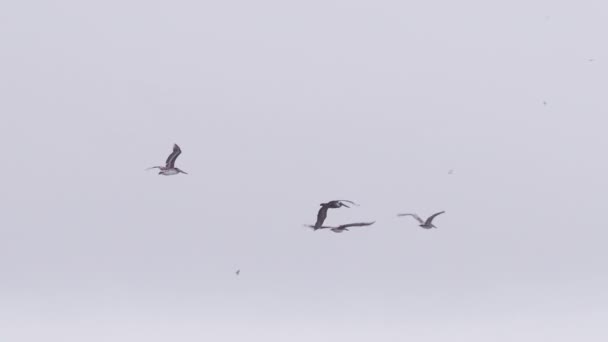 Відео Багатьох Диких Птахів Літають Разом Морське Тло Дикої Природи — стокове відео
