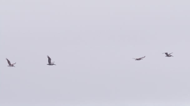 Великі Пелікани Летять Разом Високо Над Океаном Відео Багатьох Диких — стокове відео