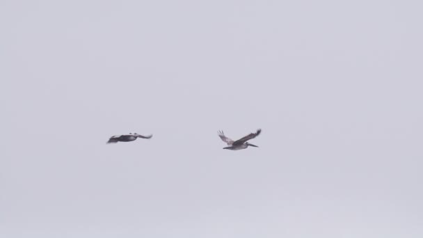 曇り空の遅い動きでペリカンの群れ 大きなペリカンが海の上を飛んでいる 多くの野鳥が一緒に飛んでいる映像 カリフォルニア州Red California Usa 4Kで撮影された野生の海の背景 — ストック動画