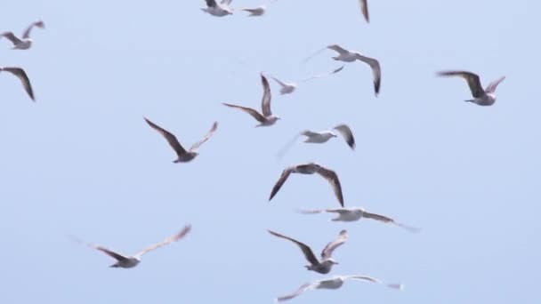 Uccelli Marini Selvatici Gabbiani Che Volano Sopra Baia Dell Oceano — Video Stock