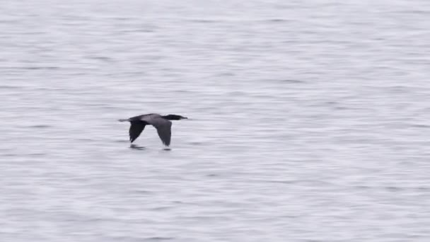 Black Cormorant Divoký Mořský Pták Vznášející Nízko Nad Vodní Hladinou — Stock video