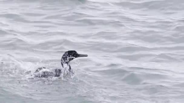 Cormorán Negro Pájaro Marino Salvaje Nadando Limpiando Las Alas Las — Vídeo de stock