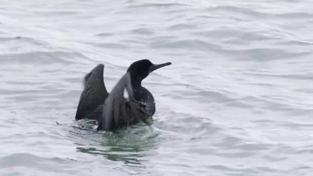 黑色科莫伦野生海鸟试图用红色相机慢镜头在阴天从水面起飞 在阴云密布的日子里 野鸟的电影视图 — 图库视频影像
