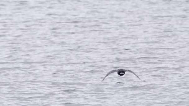 在多云的日子里 黑色科莫兰野生海鸟在海湾上空低空飞行的背景图 在阴云密布的日子里拍摄的野鸟的电影红色相机 美国加利福尼亚州莫罗湾4K — 图库视频影像
