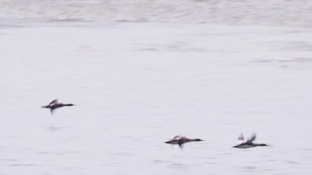 在多云的天气里 红色相机拍摄的鸭在低空飞行于海湾上空的慢镜头 在阴天放飞野鸟的电影场景 美国加利福尼亚州莫罗湾的航海背景 — 图库视频影像