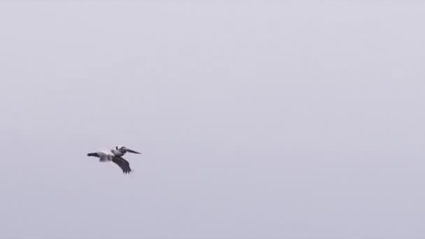 Pelicano Voar Câmara Lenta Céu Nublado Vídeo Grande Pássaro Selvagem — Vídeo de Stock