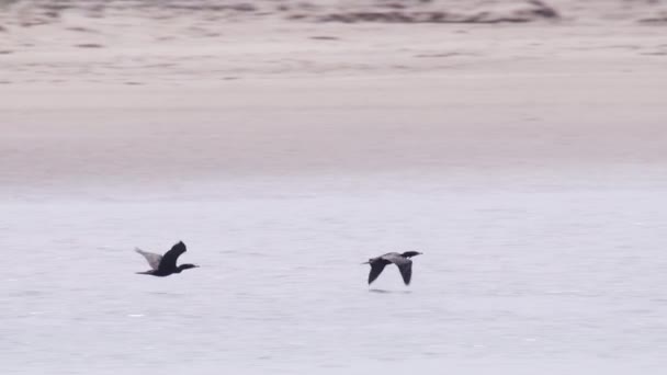 Kormoráni Divocí Létají Nízko Nad Oceánem Hledají Ryby Shora Střílejí — Stock video