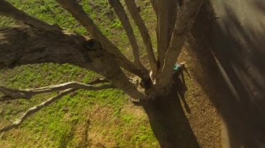 Yüksek selvi gövdesi boyunca yapılan destansı drone dönüşleri, yer seviyesine inen, ağaçta eğilen gezgin kadının zevkini çıkarıyor. Genç mutlu sırt çantalı kız harita ile oturuyor, doğa macerasının tadını çıkarıyor.