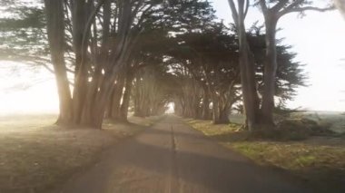 San Francisco yakınlarındaki güzel bir günde peri masalı ağaçları, ABD Foggy sezonu, günaydın konsepti. Point Reyes Ulusal Deniz Kıyısı, Kaliforniya 'daki Kıbrıs Ağacı Tüneli' nde hava manzarası nefes kesici.