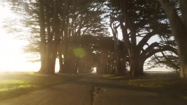 黄金の輝きで映画のヒノキの木のトンネルを介して空中撮影 直線道路4K以上の空を覆う木々と美しい路地 美しいレンズフレアと風景黄金の霧の日の出黄金の太陽 — ストック動画