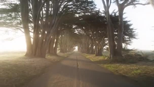サンフランシスコ 米国フォギーシーズン 良い朝のコンセプトの近くの美しい一日のおとぎ話の木 エアビューの絶景ポイントレイズ国立海岸のサイプレスツリートンネル カリフォルニア州 アメリカ — ストック動画