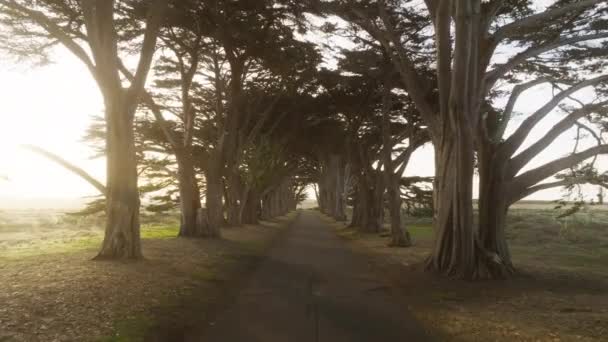 Fairytale Road Tree Tunnel Landscape Cypress Trees Beautiful Morning San — Stock Video