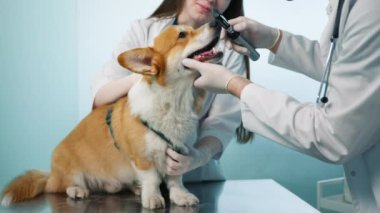 Veteriner, el fenerli bir otoskopla Corgi cinsi bir köpeğin gözlerini inceliyor. Modern veterinerlik kliniğindeki dost canlısı turuncu tüylü evcil hayvan arkadaşı. Ağır çekim veteriner çekimi.