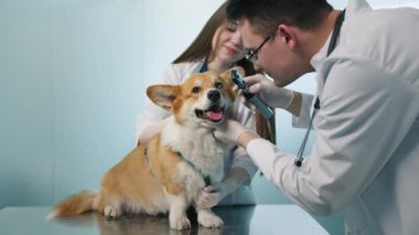 Ağır çekim veteriner çekimi. Veteriner, el fenerli bir otoskopla Corgi cinsi bir köpeğin gözlerini inceliyor. Modern veterinerlik kliniğinde arkadaş canlısı turuncu tüylü hayvan arkadaşı.