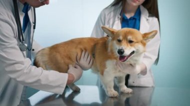 Veteriner karın boşluğunu elle muayene eder ve Corgi cinsi köpek evcil hayvanının eklemlerini kontrol eder. Modern veterinerlik kliniğindeki dost canlısı turuncu tüylü evcil hayvan arkadaşı. Ağır çekim veteriner çekimi.