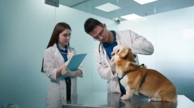 Corgi köpeğinin köpek dişlerini kontrol eden iki genç veteriner. Dost canlısı turuncu tüylü hayvan. Bayan veteriner hemşire reçeteli notlar yazıyor. Modern veteriner kliniği hayvanı yavaş çekimde kontrol et.