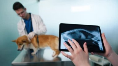 Veteriner elleri dokunmatik pedi tutuyor ve iskelet resimdeki akciğer tümörü görüntüsünü kontrol ediyor. Veteriner, köpek sağlığını X-Ray taramalarıyla tablet bilgisayarında değerlendirirken Corgi evcil hayvanı muayene masasında duruyor.