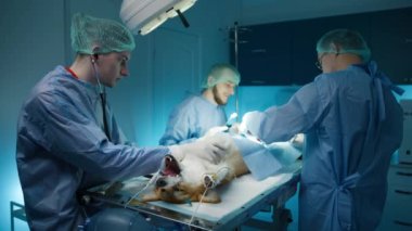 Üç profesyonel veteriner, hastalığın evrimi 4K 'yi önlemek için köpek idrar sistemine ameliyat yapıyor. Veteriner ve asistanları bilinçsiz Corgi köpeğini enfeksiyon temizleme ameliyatı için hazırlıyorlar.