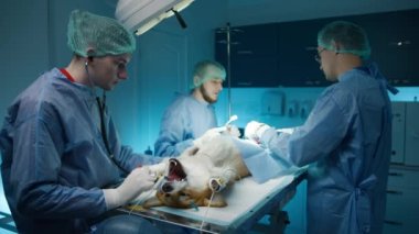 Üç profesyonel veteriner bilinçsiz Corgi köpeğini enfeksiyon temizleme ameliyatı için hazırlıyor. 4K hastalığını önlemek için köpek idrar sistemini ameliyat eden asistanları olan veteriner doktor.