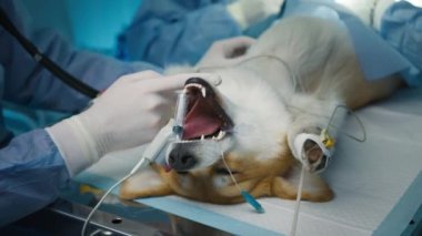 Veteriner asistanlarının tıbbi steril eldivenleriyle ameliyat sırasında anestezi altında hafif baygın Corgi köpeğine dokunuşlarını yakından çek. Veterinerler hastalıkları önlemek için profesyonel ameliyat yapıyorlar.