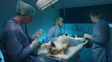Veteriner kliniğinde ameliyat sırasında. Enfeksiyon evrimini önlemek için köpeğe ameliyat yapan üç profesyonel veteriner. Yavaş çekim bilinçsiz Corgi köpek tedavisi