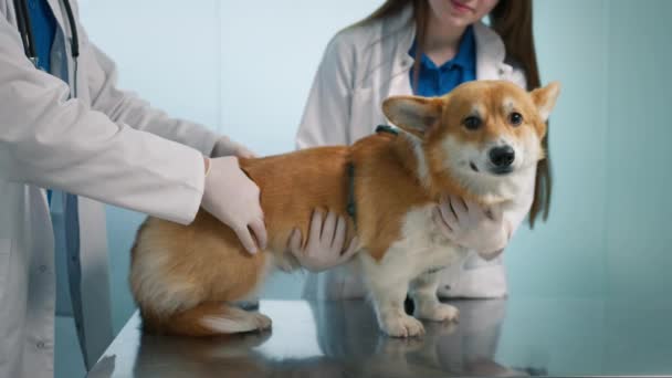 Abdominal Cavity Check Tumor Veterinarian Palpate Corgi Breed Dog Pet — Stock Video
